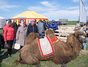Фестиваль тюльпанов