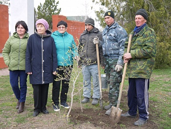 Сирень в память о погибших